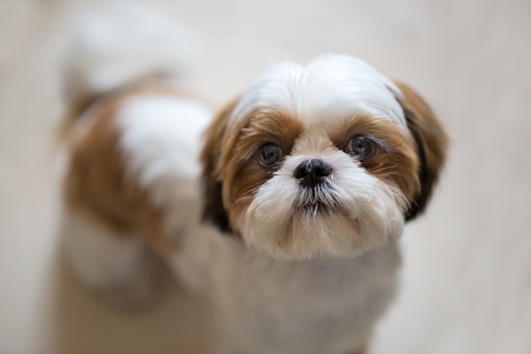 Vendo uma Shih Tzu fêmea.