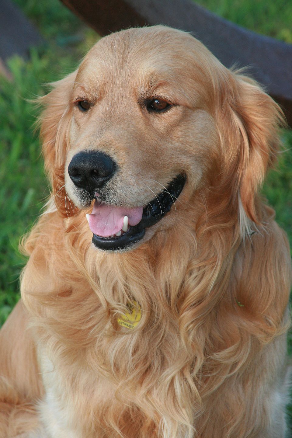 Vendo uma Golden retrieve.